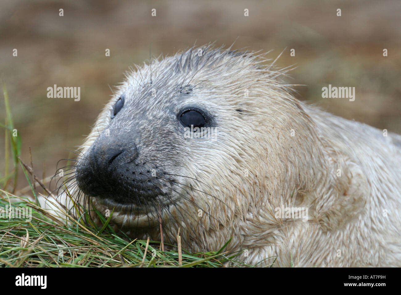 Tête de phoque gris, Donna Nook, Lincolnshire, Angleterre Banque D'Images