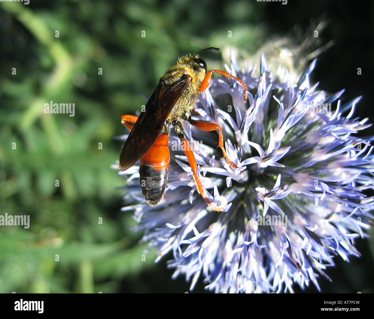 Un grand golden digger wasp se nourrit du pollen d'un globe thistle Banque D'Images