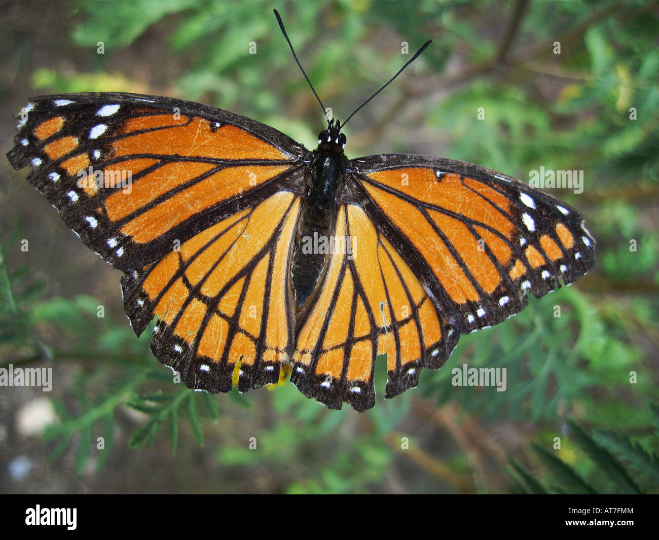 Un papillon avec les ailes en lambeaux juste avant la migration vers le sud pour l'hiver. Banque D'Images