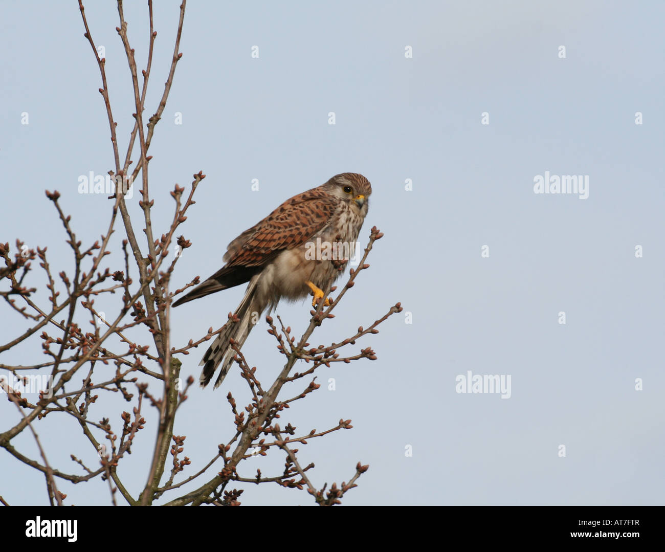 Kestrel femelle perchée dans un arbre Banque D'Images Kestrel femelle perchée dans un arbre Banque D'Images