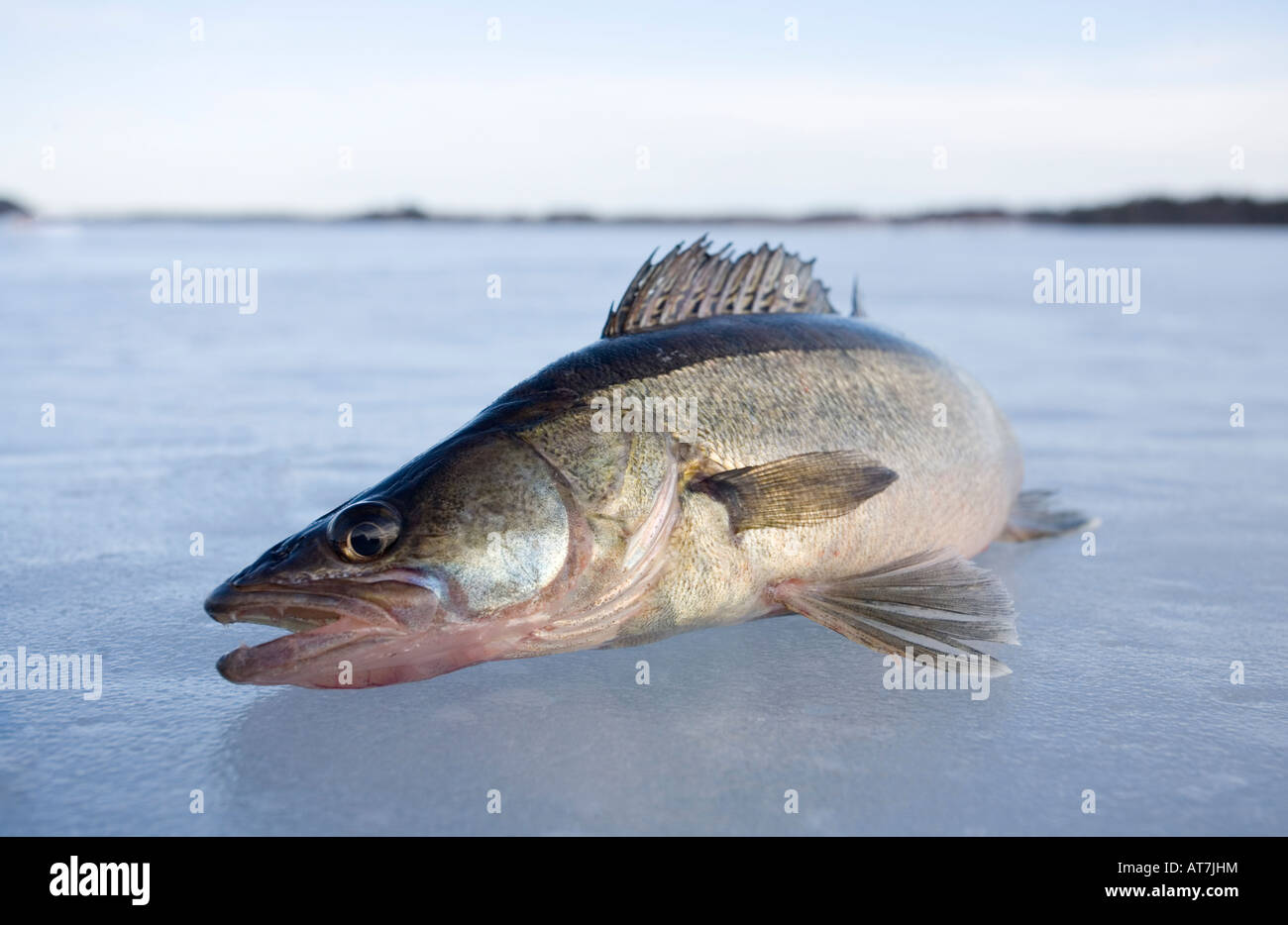 Gros plan d'un pikeperch d'eau douce européen fraîchement pêché ( Sander lucioperca lucioperca ) sur la glace , Finlande Banque D'Images