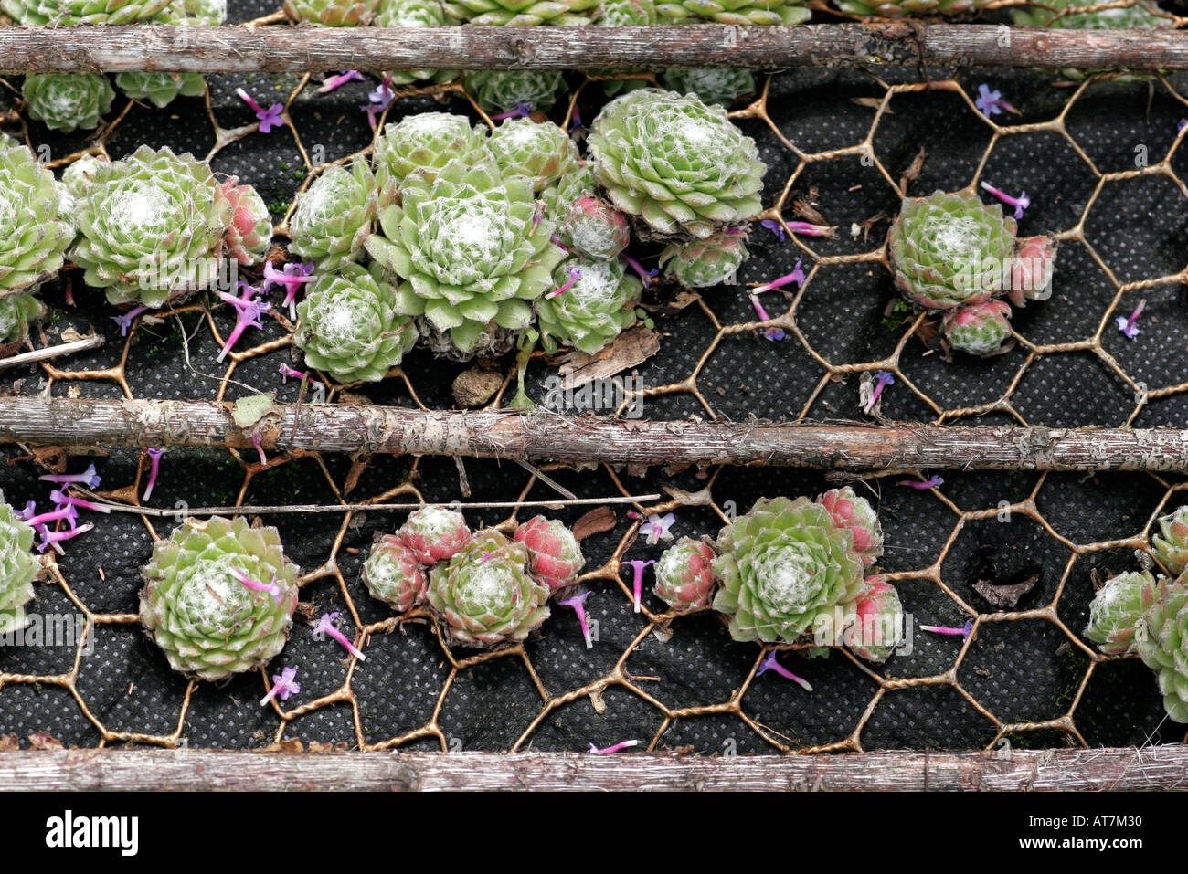 Les succulentes plantés dans le treillis de poulet Banque D'Images