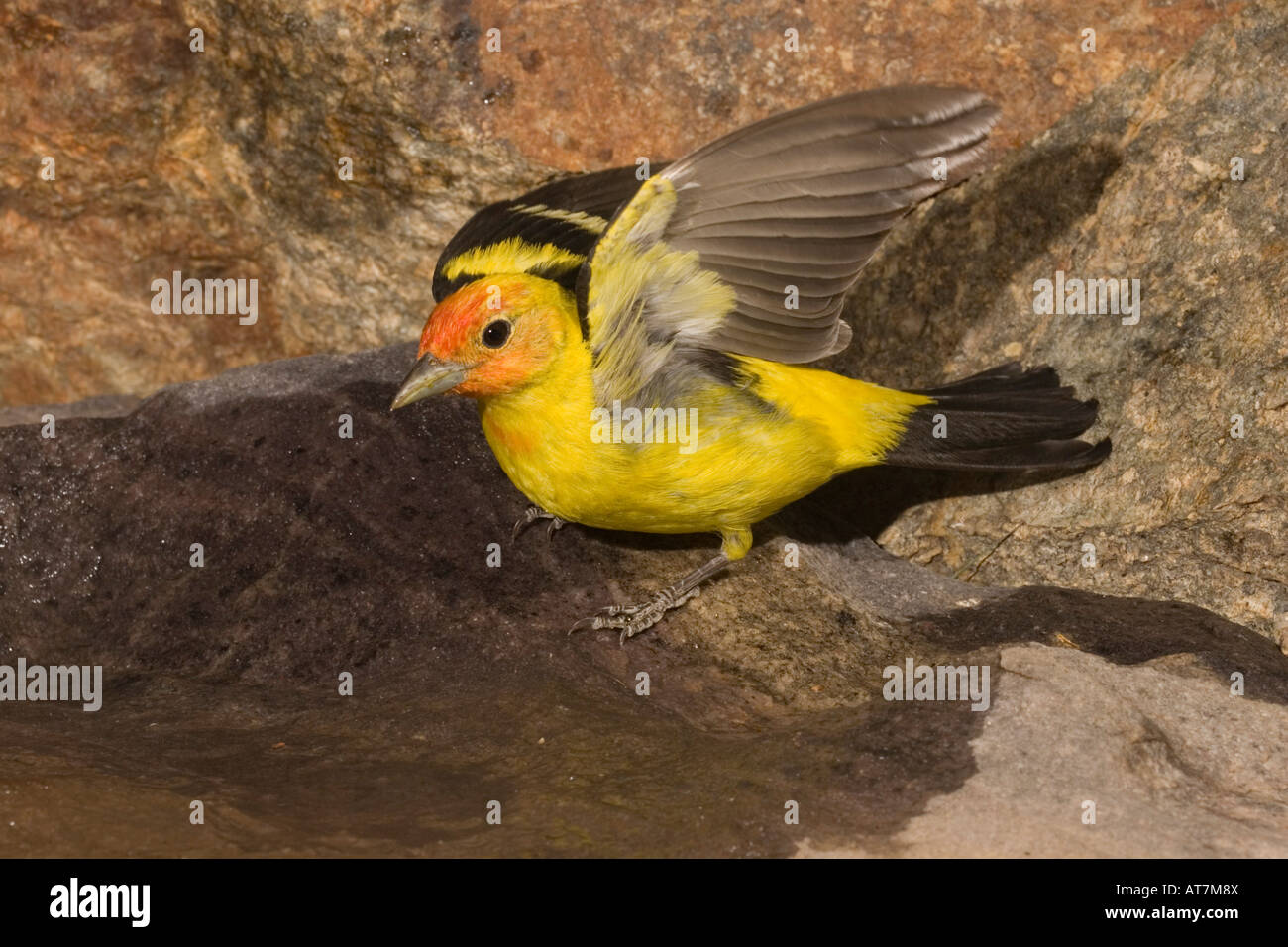 Tangara à tête rouge Piranga ludoviciana mâle au vol d'eau Banque D'Images