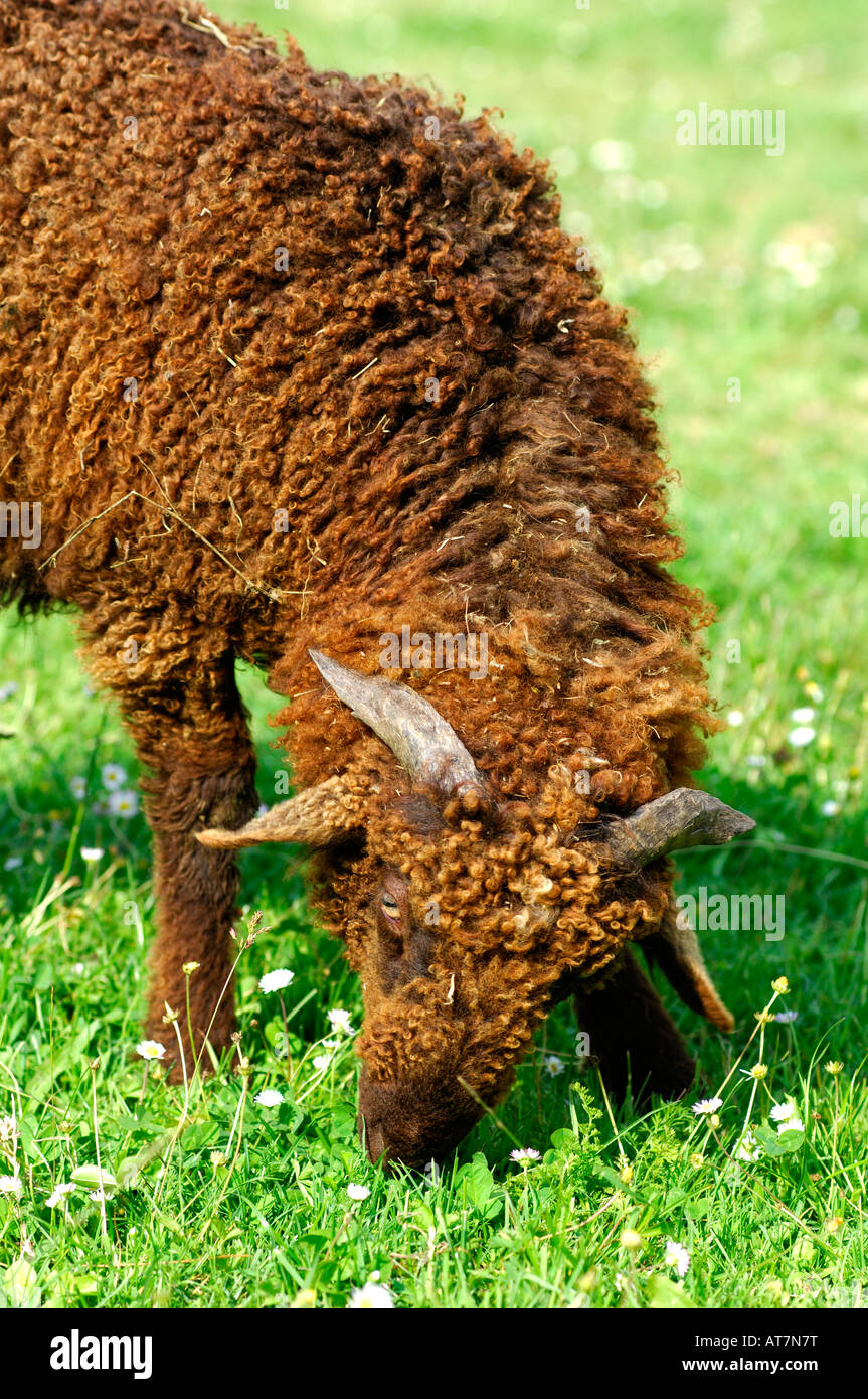 Disparition de la race de mouton Suisse Roux du Valais Banque D'Images