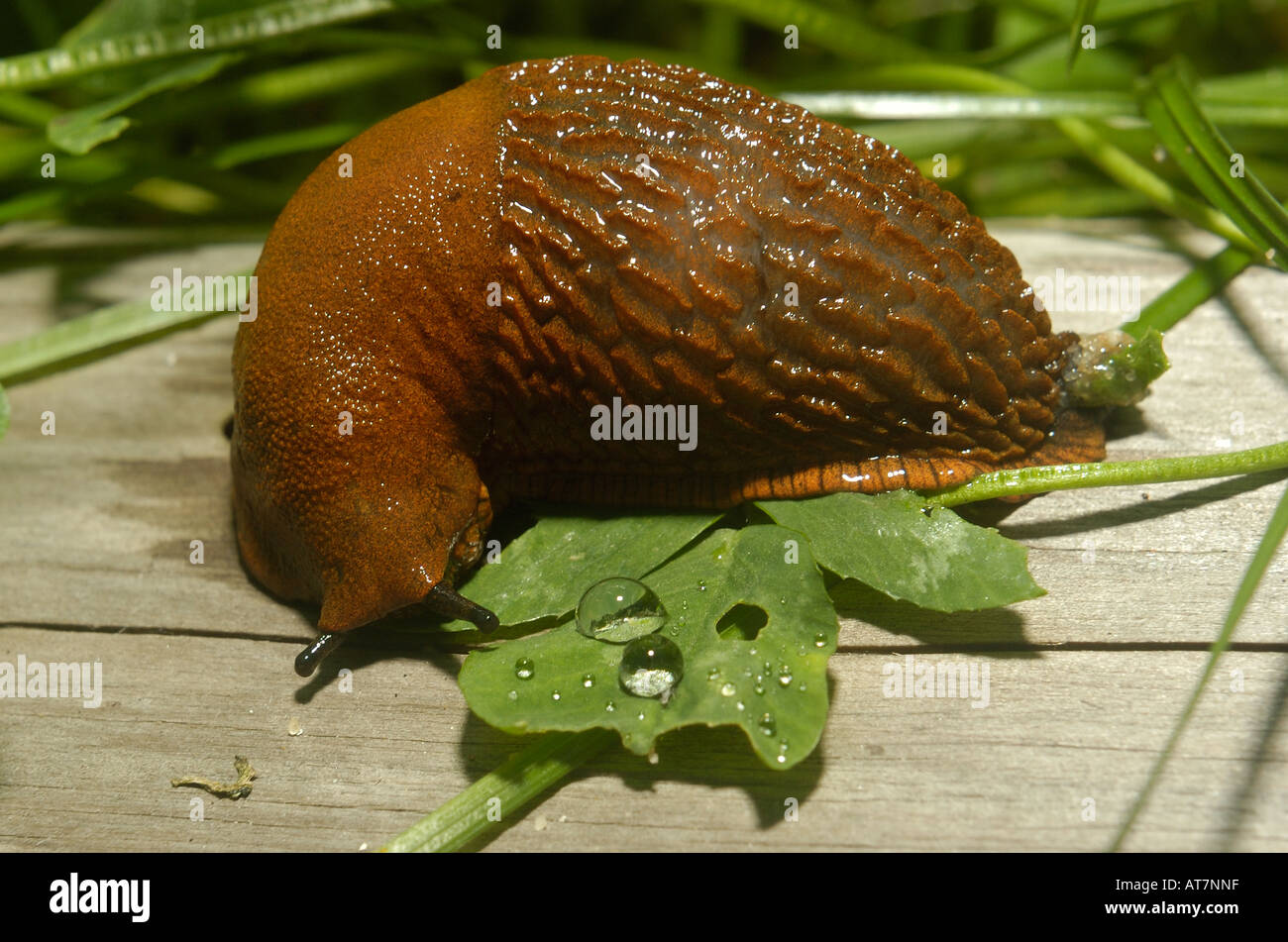 L'Espagnol Slug Close up Garden Europe, limace lusitanienne (Arion vulgaris, Arion lusitanicus), sur tronc en bois mange laisser Banque D'Images