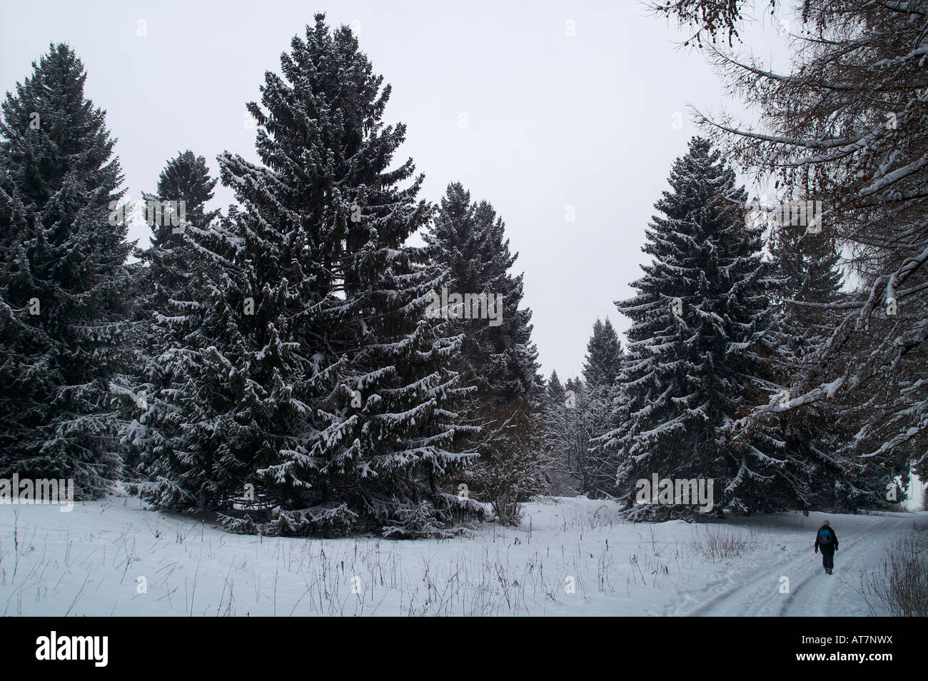 Promenade à travers pinèdes en hiver Banque D'Images