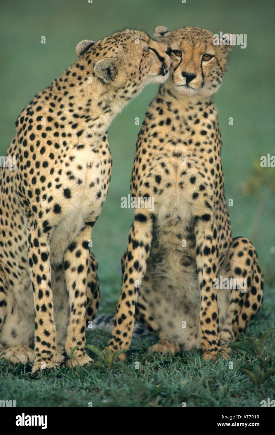 Le Guépard (Acinonyx jubatus) Lissage après un kill, mère et son petit, Masai Mara, Kenya Banque D'Images