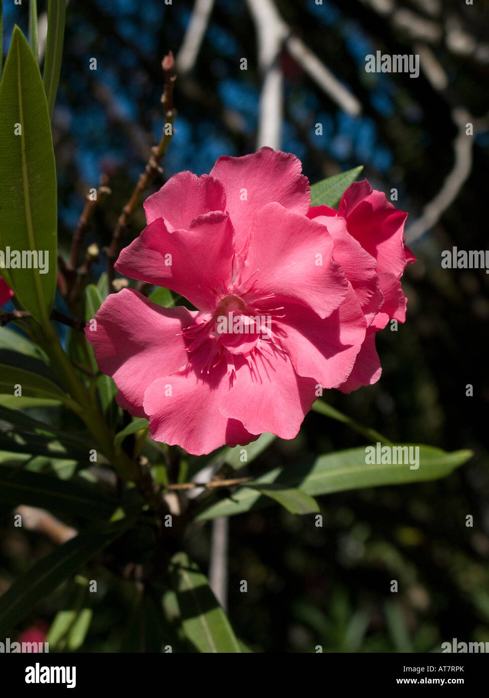 Rose Fleur plante tropical exotique chez Spring Bay, Bequia, Caraïbes  Antilles les tropiques, Flore Fleurs TROPICALES Photo Stock - Alamy