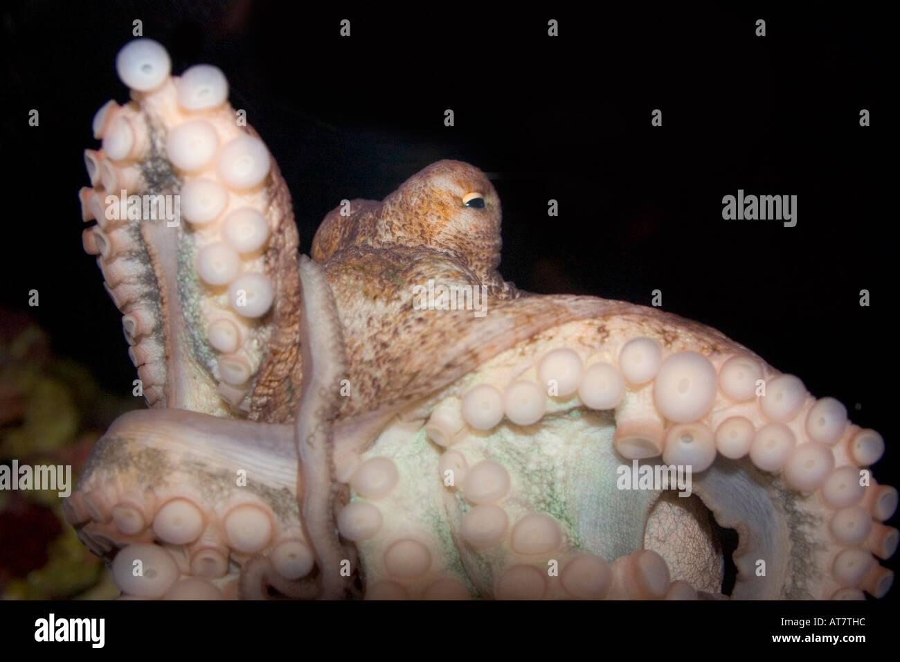 Octupus sur fond noir Banque D'Images