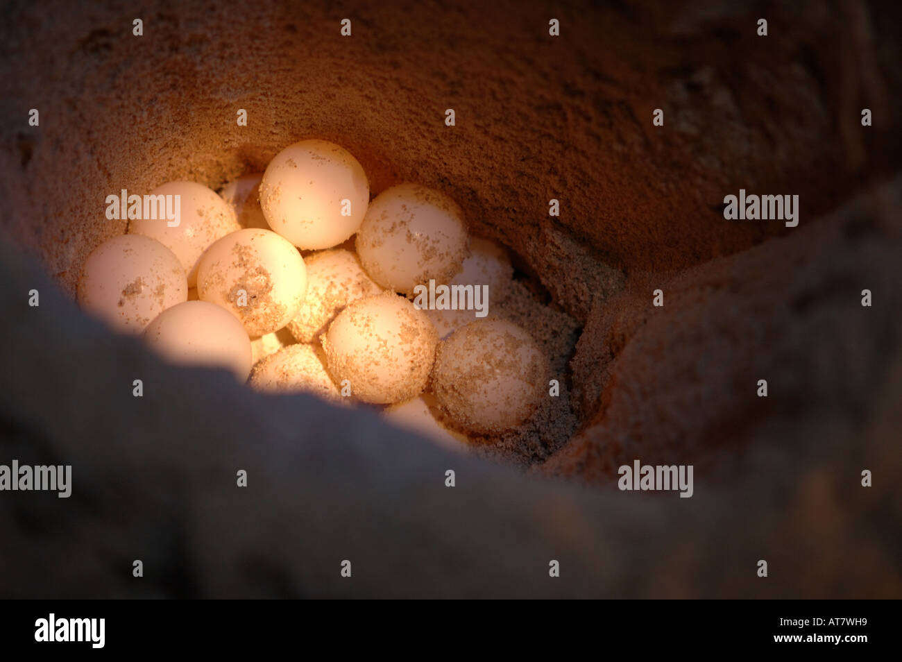 Les œufs de Tortue verte sur le point d'être enterré dans l'écloserie sur Pulau Selingan (île Tortue) Sabah, Bornéo Banque D'Images