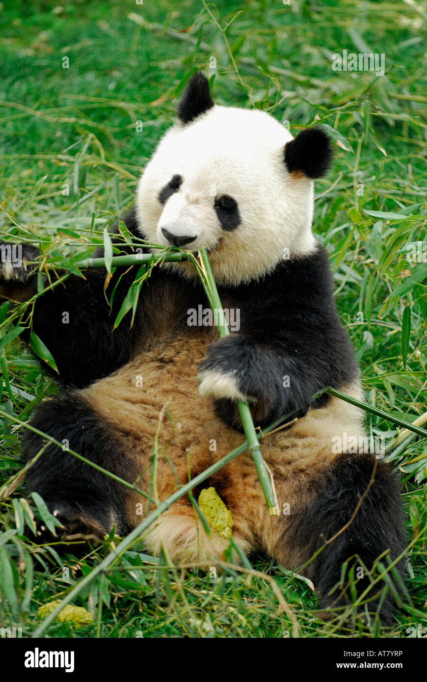 Panda géant se nourrit de pousses de bambou à base de recherche de Chengdu Panda Géant Sichuan Chine Reproduction Banque D'Images