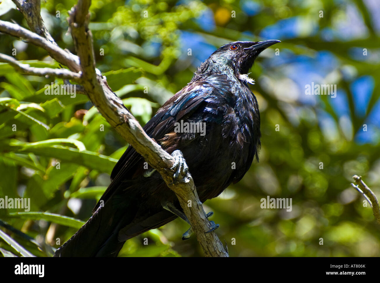 Un tui (Nouvelle-Zélande) d'oiseaux indigènes. Banque D'Images