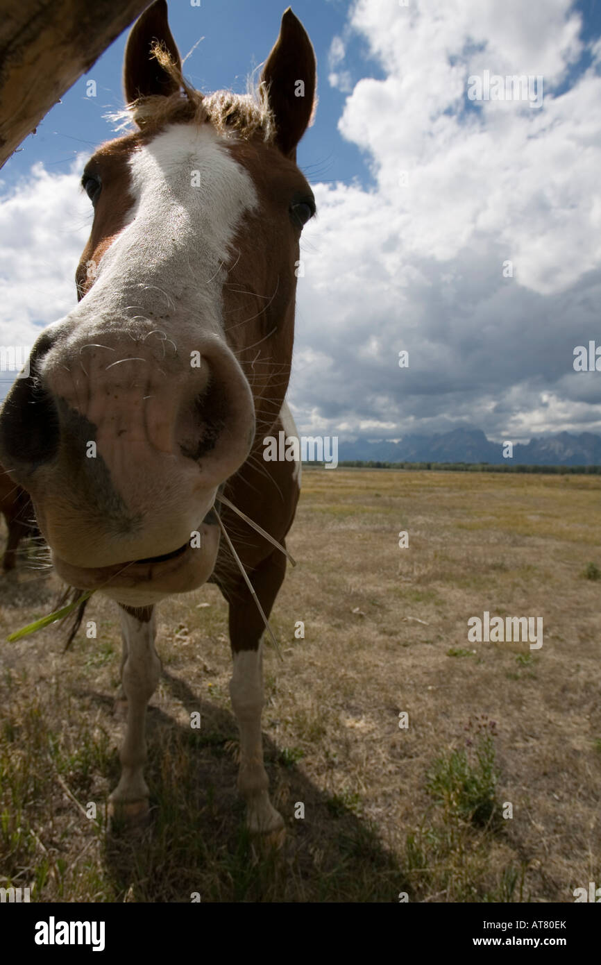 Portrait d'un cheval au Parc National de Grand Teton, Wyoming, États-Unis d'Amérique Banque D'Images