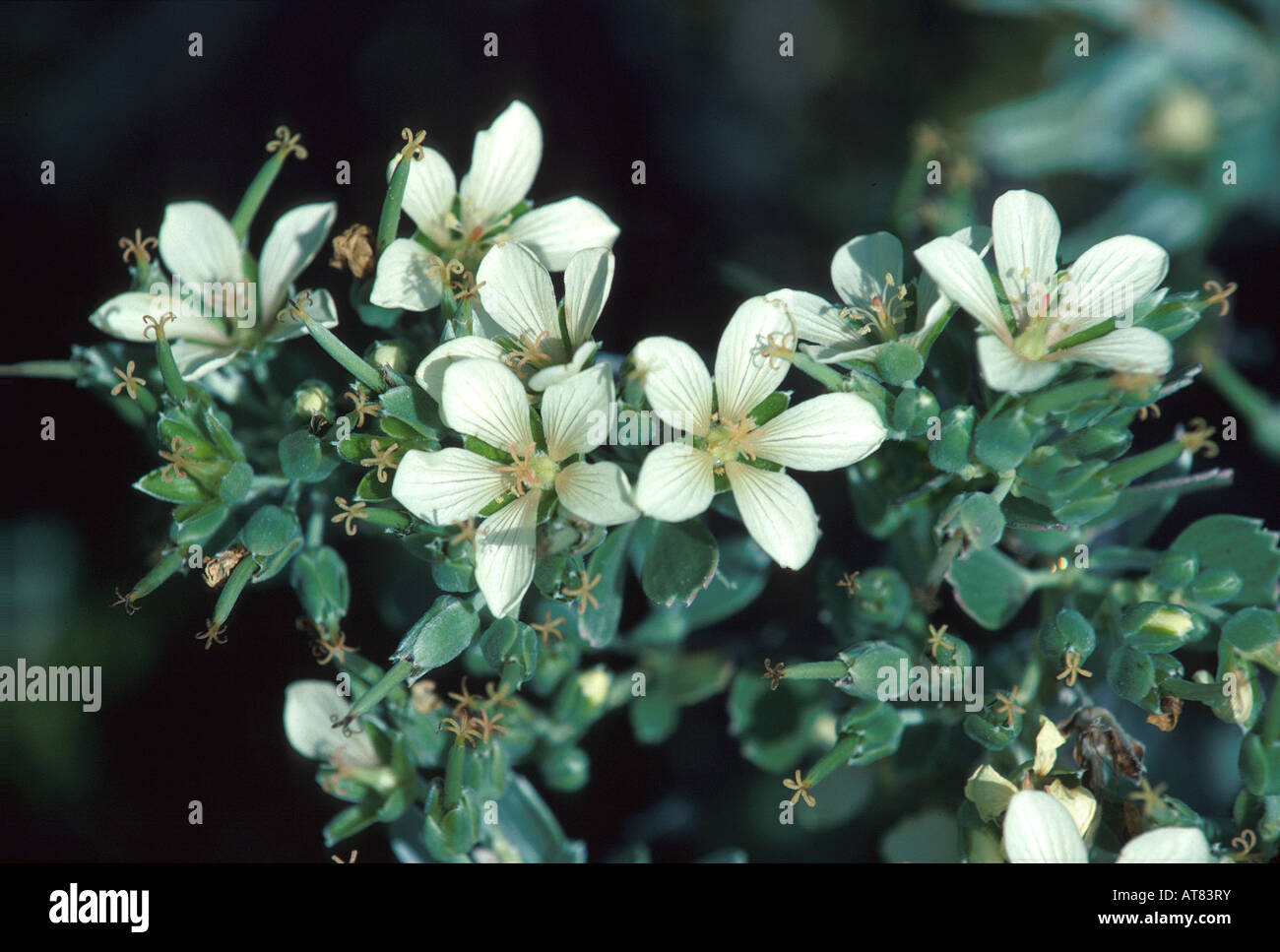 Géranium indigènes. Géranium cuneatum. L'on trouve uniquement sur Maui. D'autres espèces de géranium indigènes trouvés sur d'autres îles Banque D'Images