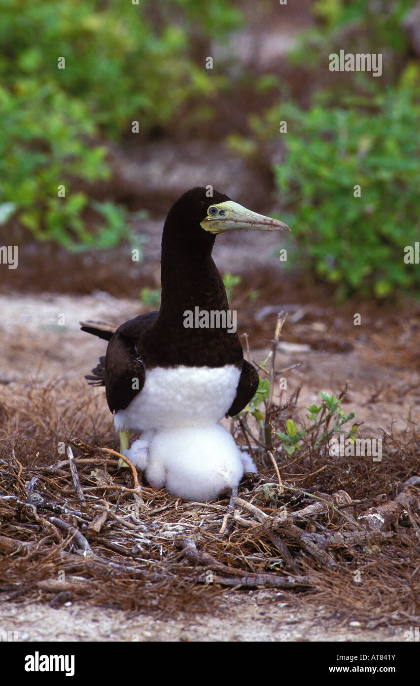 Fou brun natif (Sula leucogaster plotus) au nid avec chick sur l'atoll de Kure, New York Banque D'Images