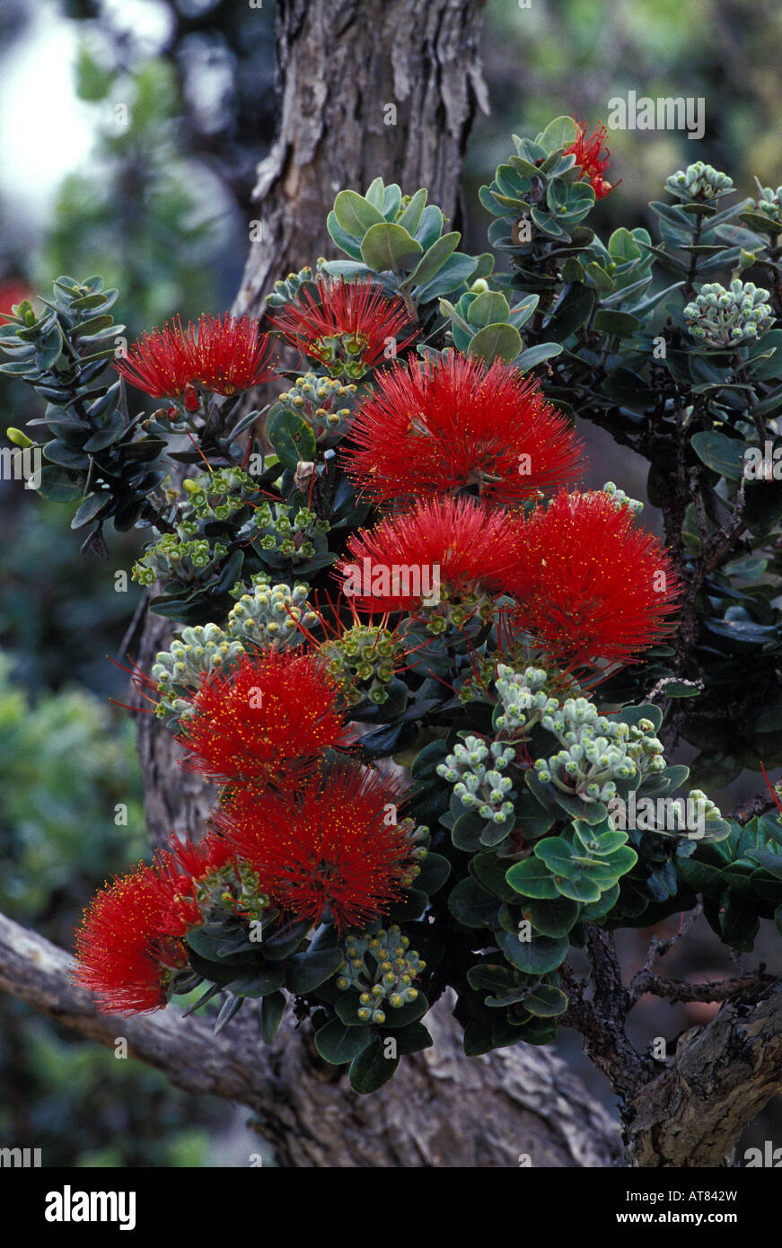 Les fleurs de l'aapico à Hawaii tropical botanical gardens Banque D'Images