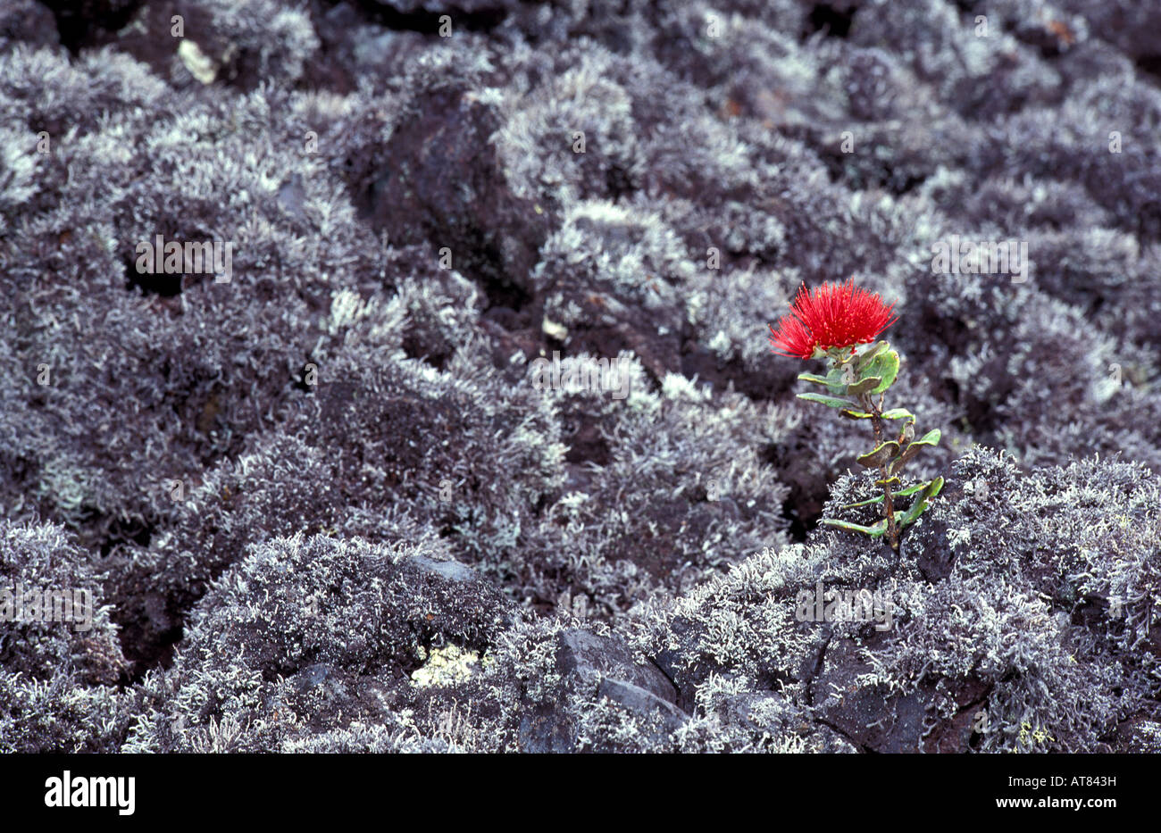 L'aapico Native culture des fleurs sur lichened lave (aa) en selle rd, à Hawaï Banque D'Images