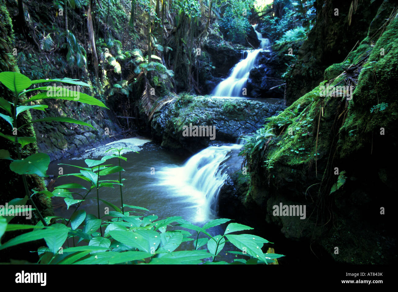 Onomea falls, une cascade et un paysage forestier à Hilo Banque D'Images