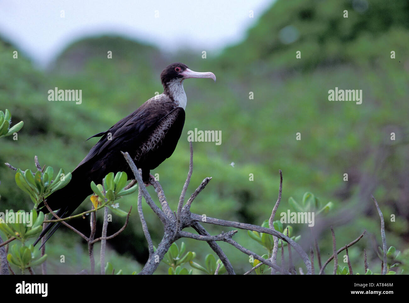La grande frégate oiseau ou d'IWA, (fregata minor palmerstoni). Niche sur les îles de l'île du nord-ouest de la chaîne hawaiienne. Banque D'Images