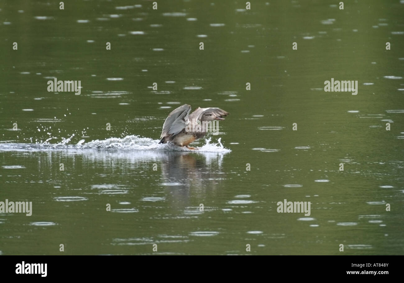 Au cours de l'atterrissage de Canards chipeaux douche pluie Banque D'Images Au cours de l'atterrissage de Canards chipeaux douche pluie Banque D'Images