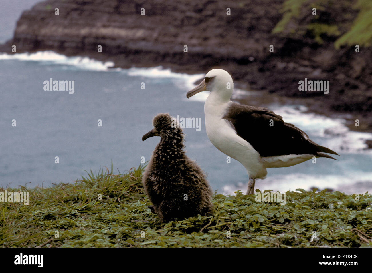 Albatros de Laysan ou moli, (Diomedea immutabilis). Nids en grand nombre sur la chaîne du nord-ouest. Banque D'Images