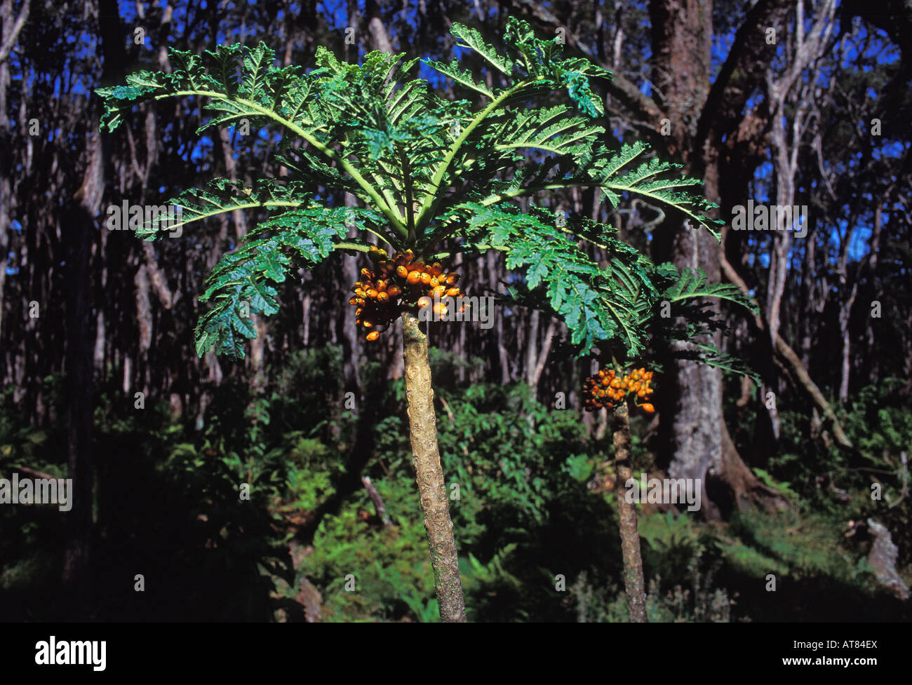 Les espèces rares et menacées, Lobelia (cyanea shipmanii). Il n'y a que 3 plantes connues à hawaii. Banque D'Images