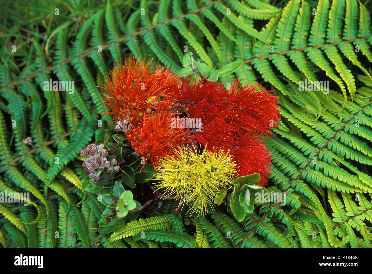 La fleur de l'aapico en multicolors, (metrosideros Collina). Aussi connu sous le nom de vuga (îles Fidji), anume (Samoa). Banque D'Images