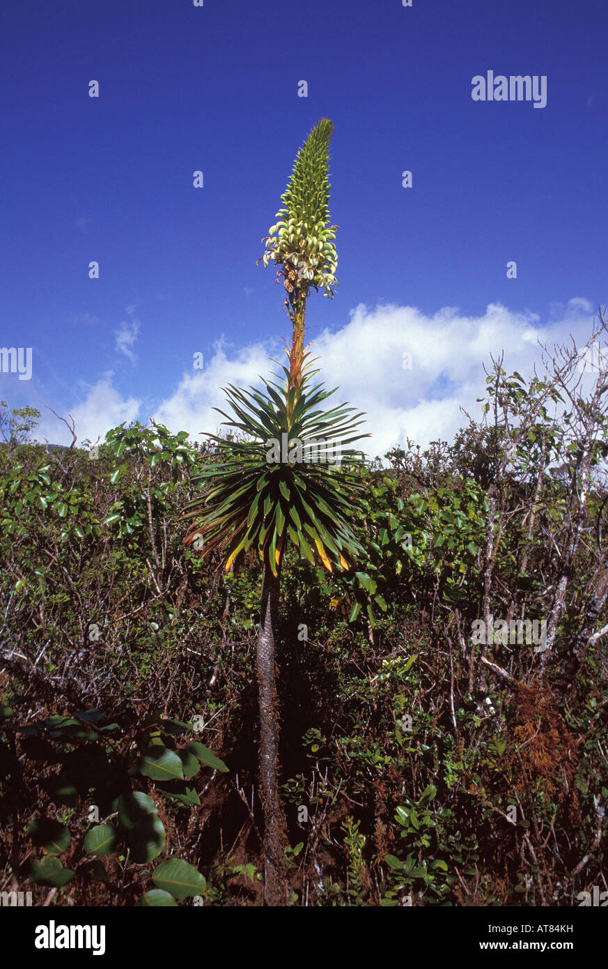 La tige florale ou lobelia lobelia gloria-montis en forêt, HANA MAUI. Banque D'Images