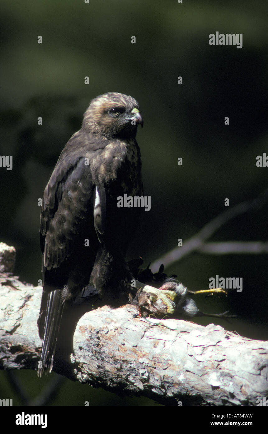 Disparition Hawaiian hawk ou 'io', (buteo solitarius). Répandues sur l'île d'Hawaii. Banque D'Images