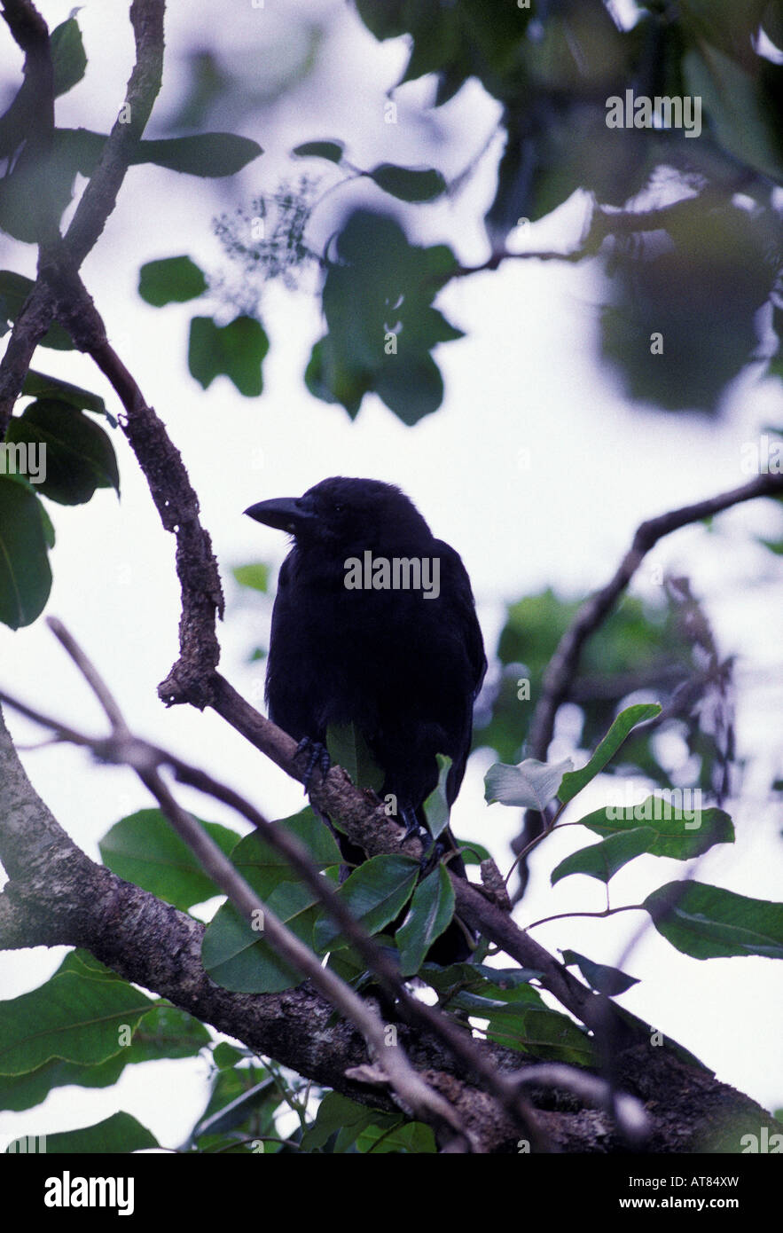 Disparition Hawaiian crow ou alala, (corvus hawaiiensis). Cette forêt est d'oiseaux trouvés sur l'île de Hawaii. Banque D'Images