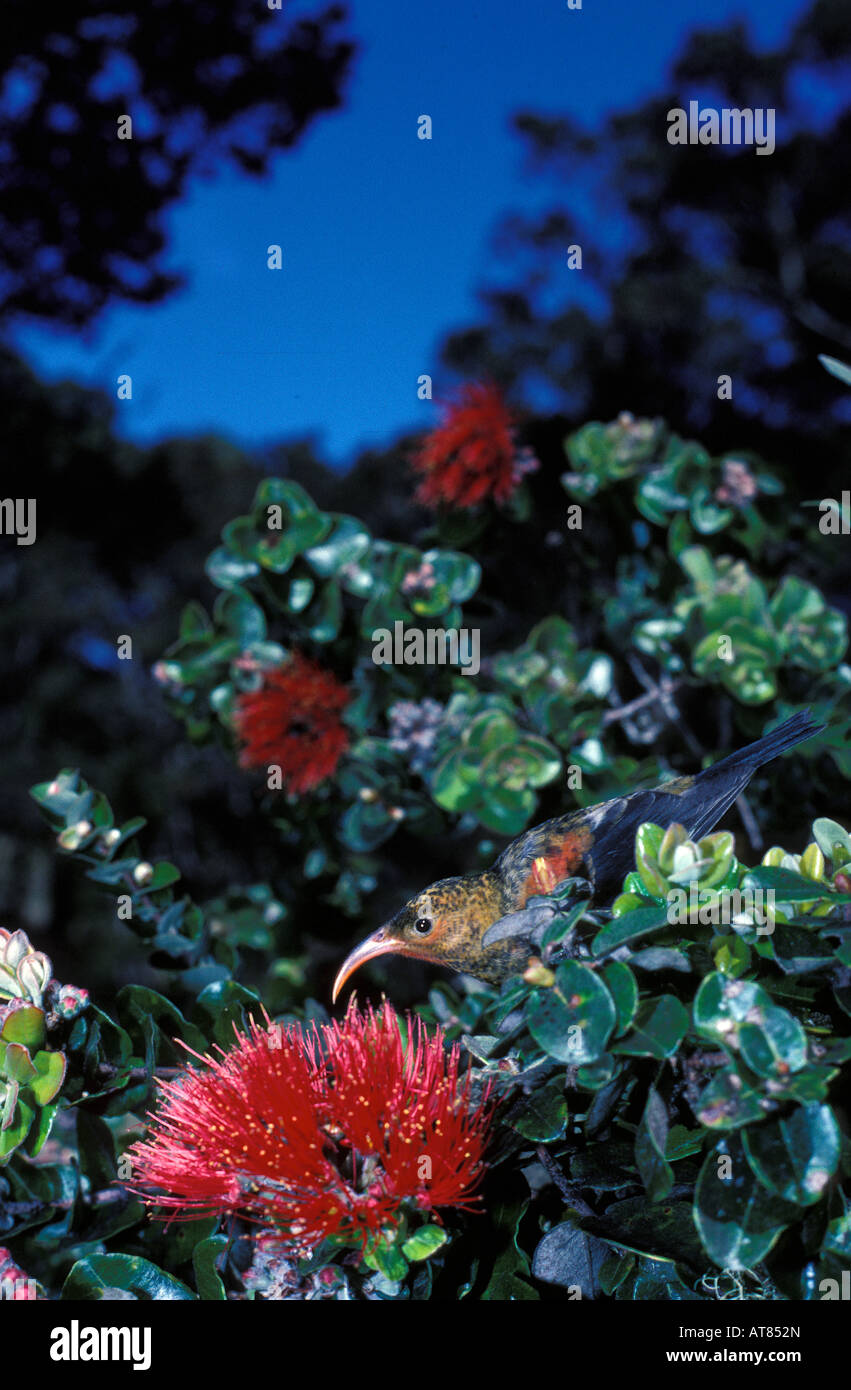 Iiwi (Vestiaria coccinea)(mineur représenté ici)est un Hawaiian honeycreeper qui se nourrit de nectar. C'est un important de pollenator Banque D'Images