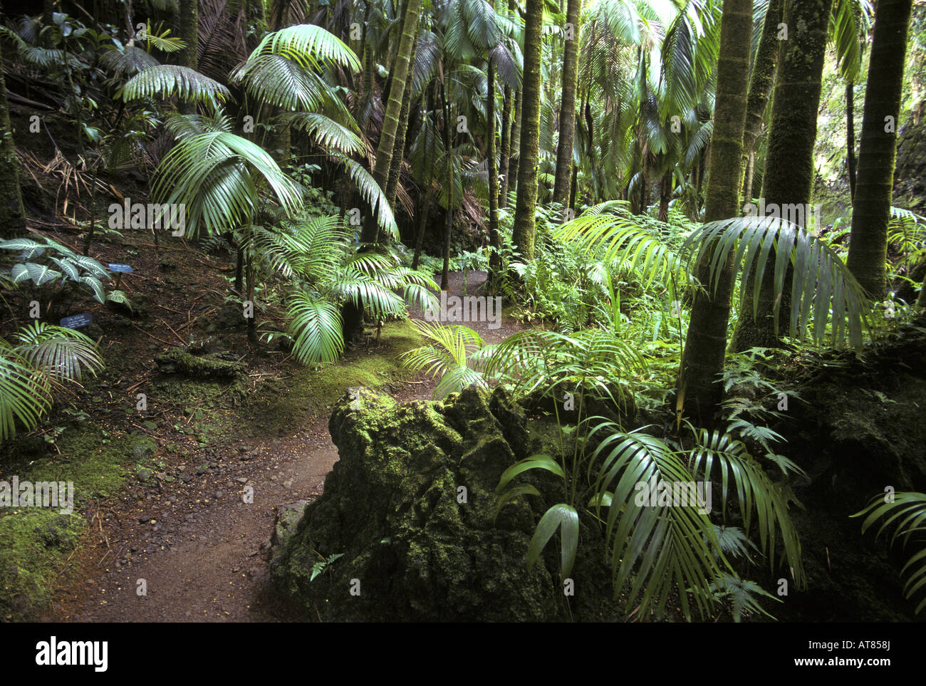 Vue sur le sentier à travers Hawaii Tropical Botanical Garden trouvés sur l'île principale Banque D'Images