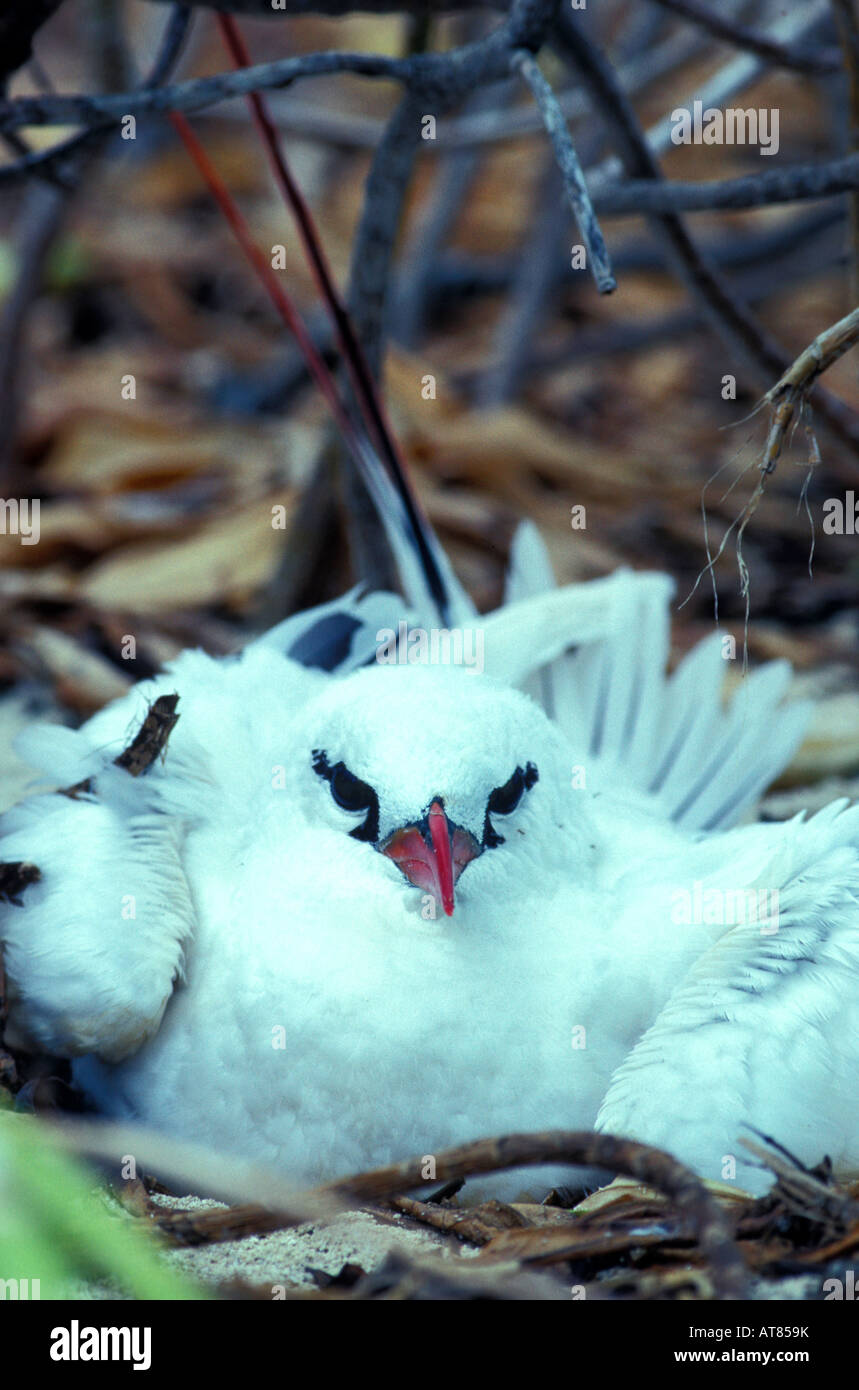 L'Red-Tailed Tropic bird ou rubracauda (Rothschild) trouvés sur l'atoll de Kure Banque D'Images
