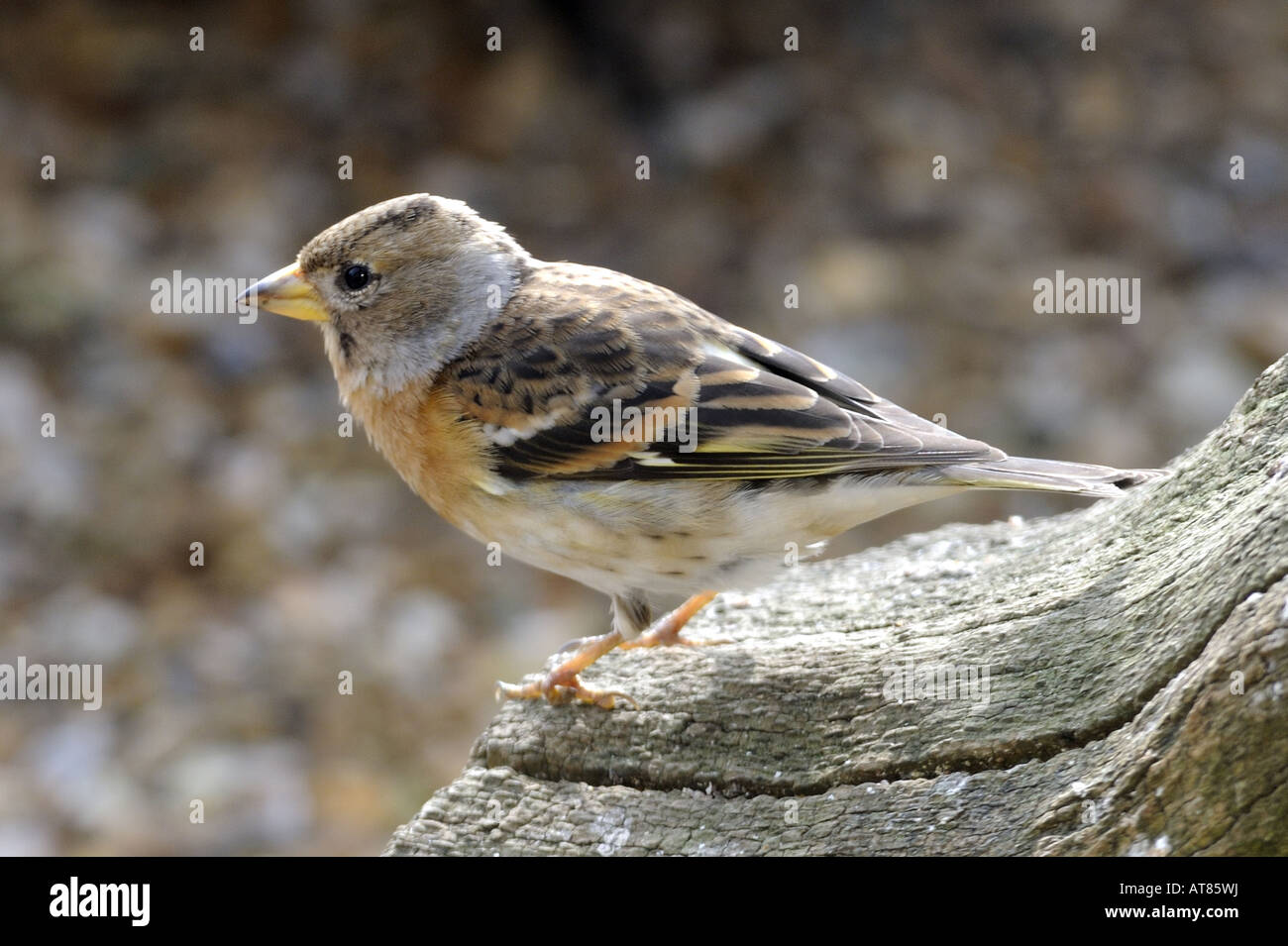Pinson du Nord Fringilla montefringilla membre de la famille passe l'hiver au Royaume-Uni Banque D'Images