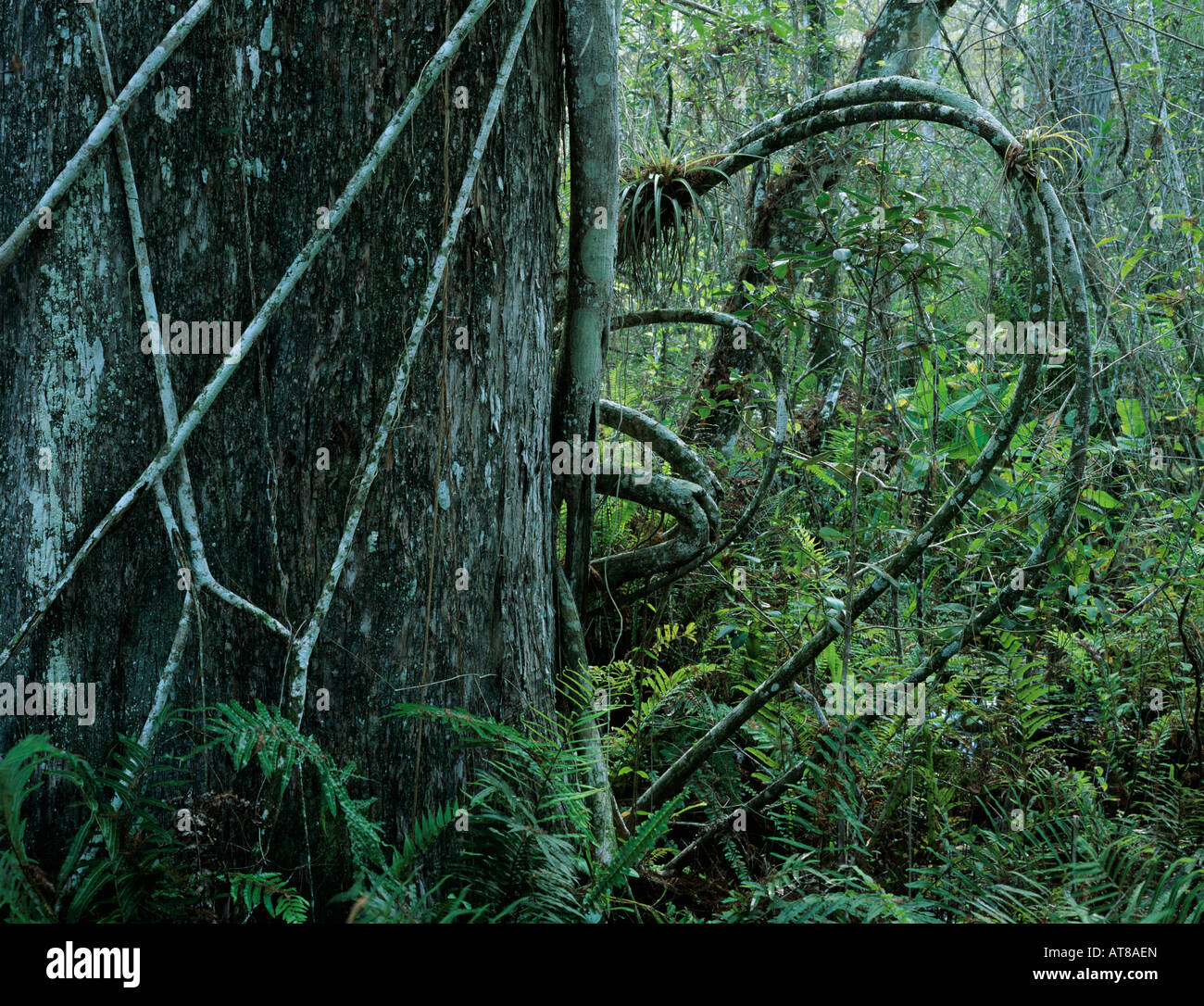 Cyprès avec strangler fig Corkscrew Swamp Sanctuary Floride Décembre 1998 Banque D'Images