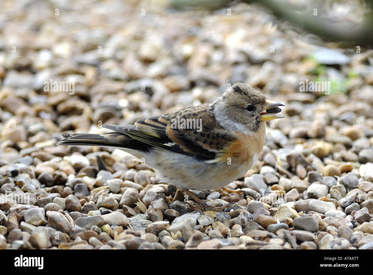 Pinson du Nord Fringilla montefringilla membre de la famille passe l'hiver au Royaume-Uni Banque D'Images