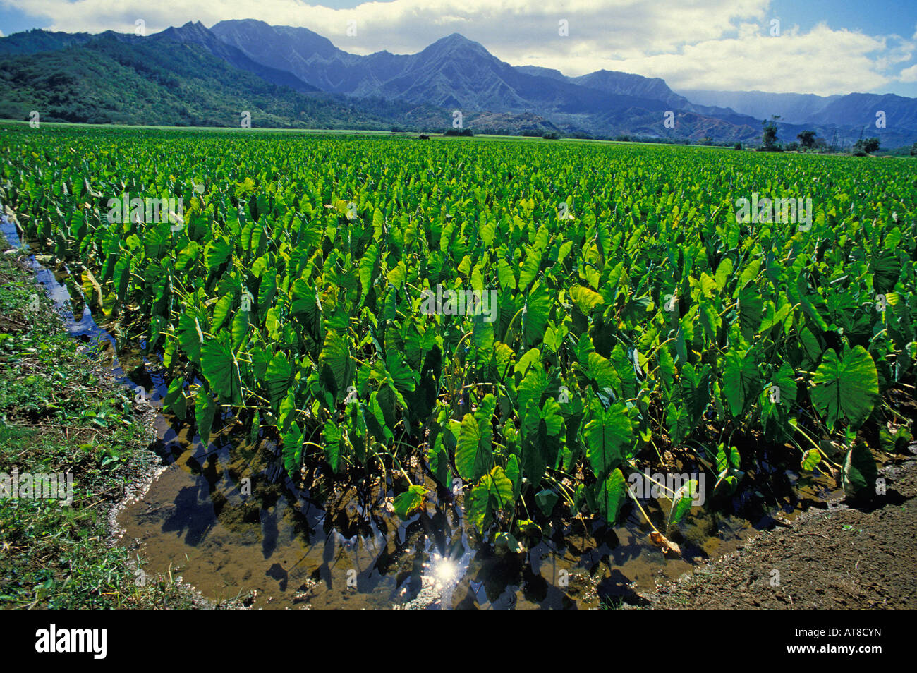 Vert riche du taro ou kalo, une source de nourriture sacrée de Polynésiens et un aliment de base pour les autochtones hawaiiens pour pve, pousse en abondance Banque D'Images