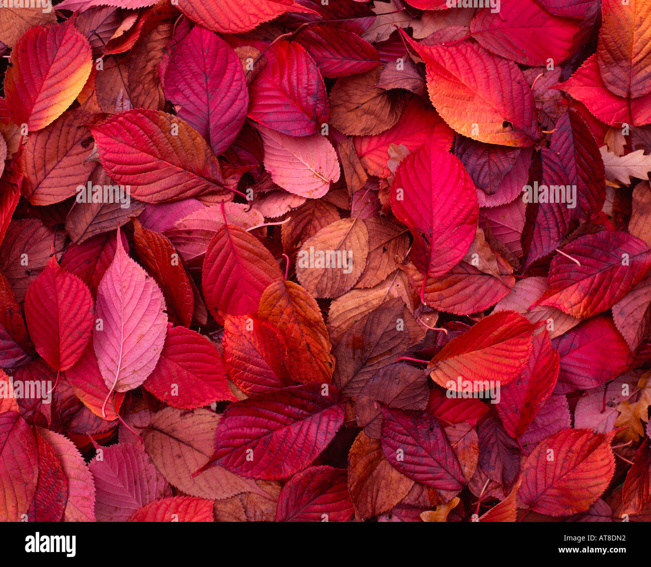 Close-up of Autumn Leaves Banque D'Images