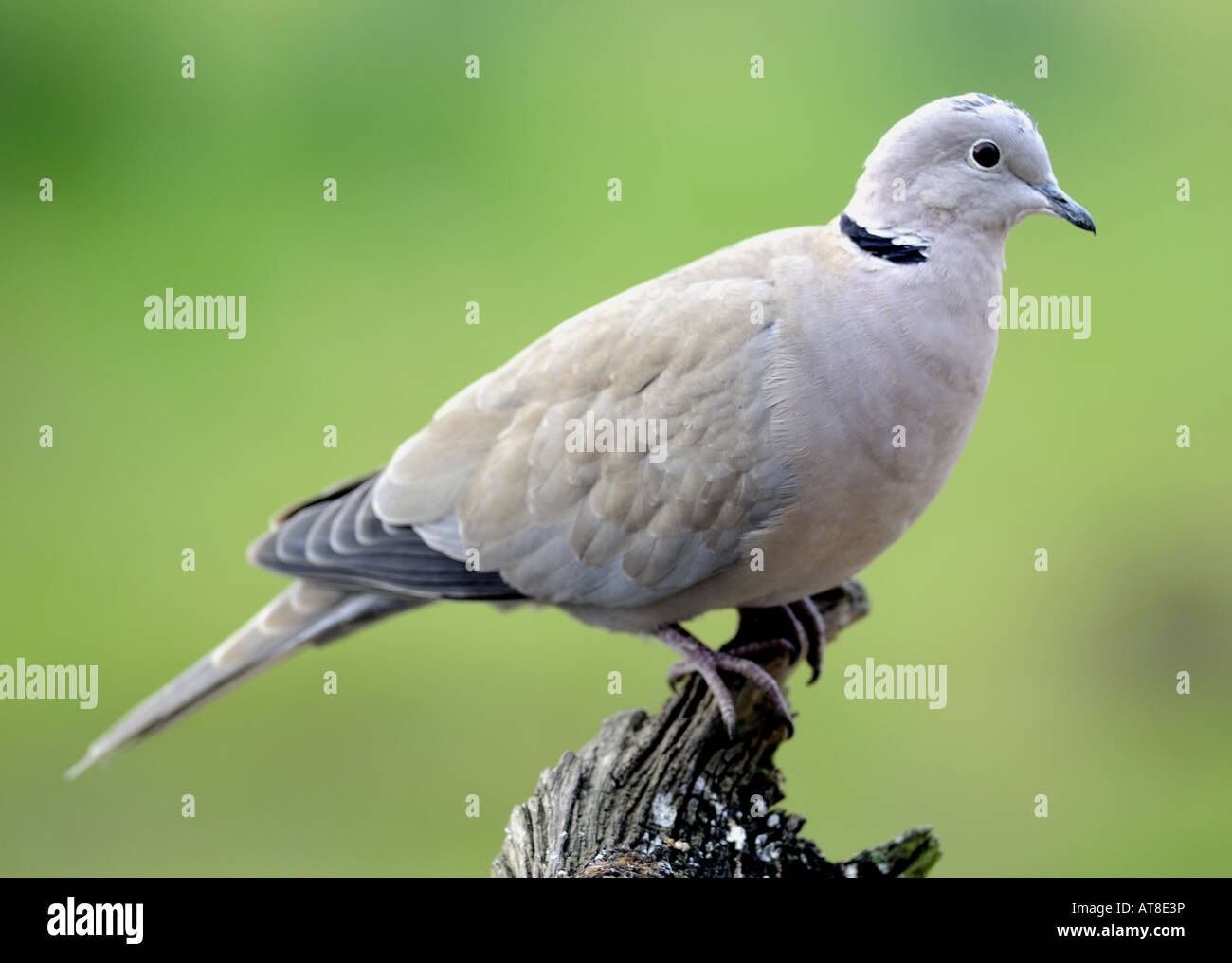 Streptopelia decaocto Tourterelle à collier oiseaux résident du Royaume-Uni Banque D'Images