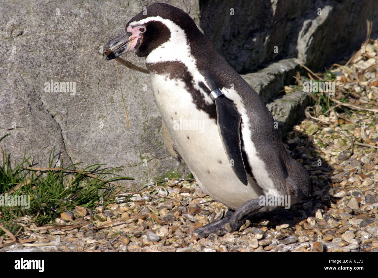 Penguin Humboldts Banque D'Images