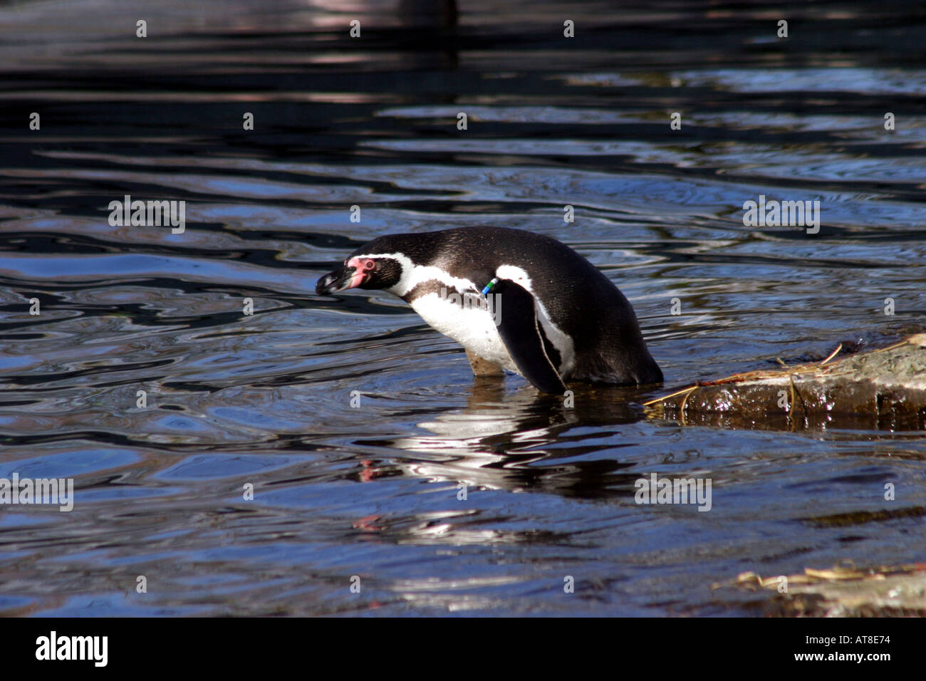 Penguin Humboldts sur nager Banque D'Images