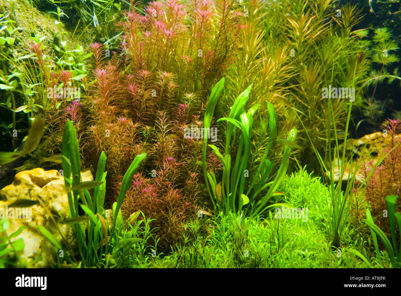 Arrière-plan de plantes d'aquarium d'eau douce Banque D'Images
