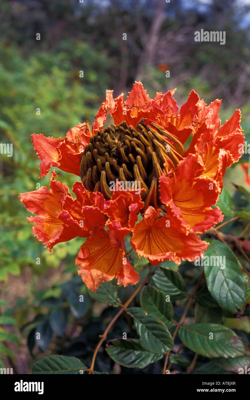 African Tulip Tree (Spathodea campanulata) blossom, toutes les îles Banque D'Images