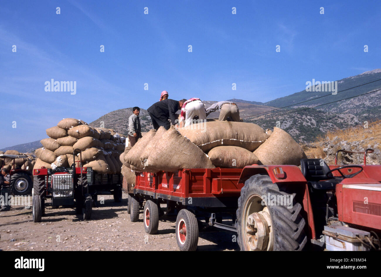 La Turquie ferme Coton Transport Récolte Agriculteur Banque D'Images