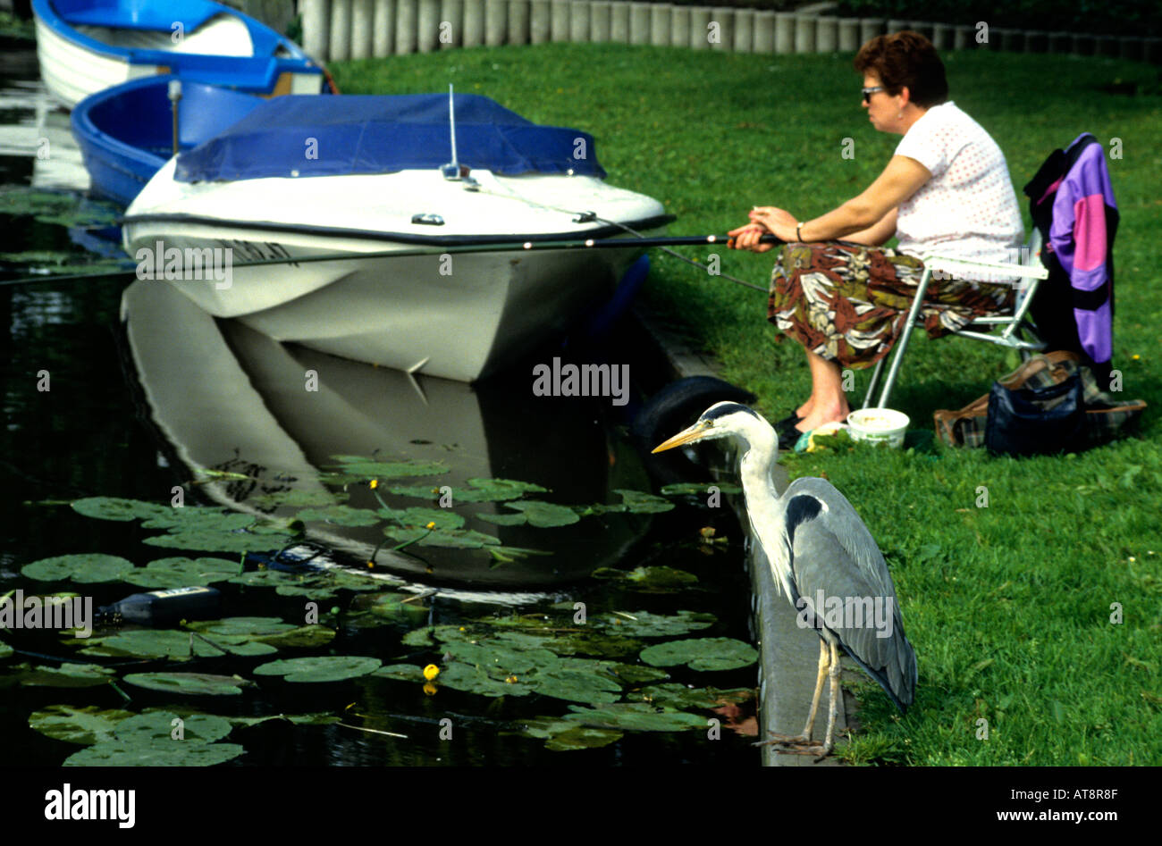 Oiseau pêche Leiden Pays-Bas Hollande vieille ville historique de la ville Banque D'Images