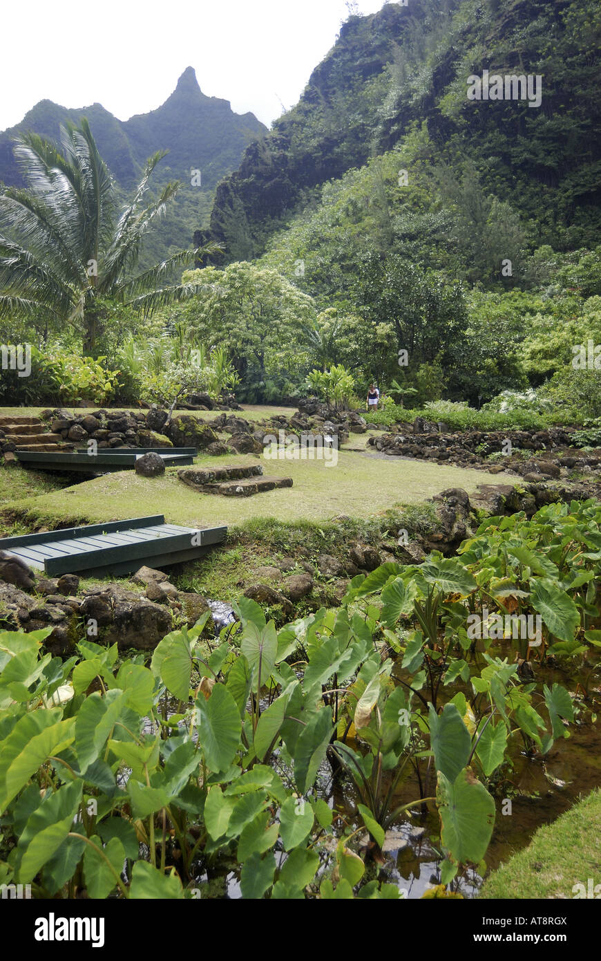 Femme marche en terrasses 700 ans de murs de roches près d'un vert luxuriant lo'i'étang (taro ou kalo --- espèce Colocasia esculenta), un Banque D'Images