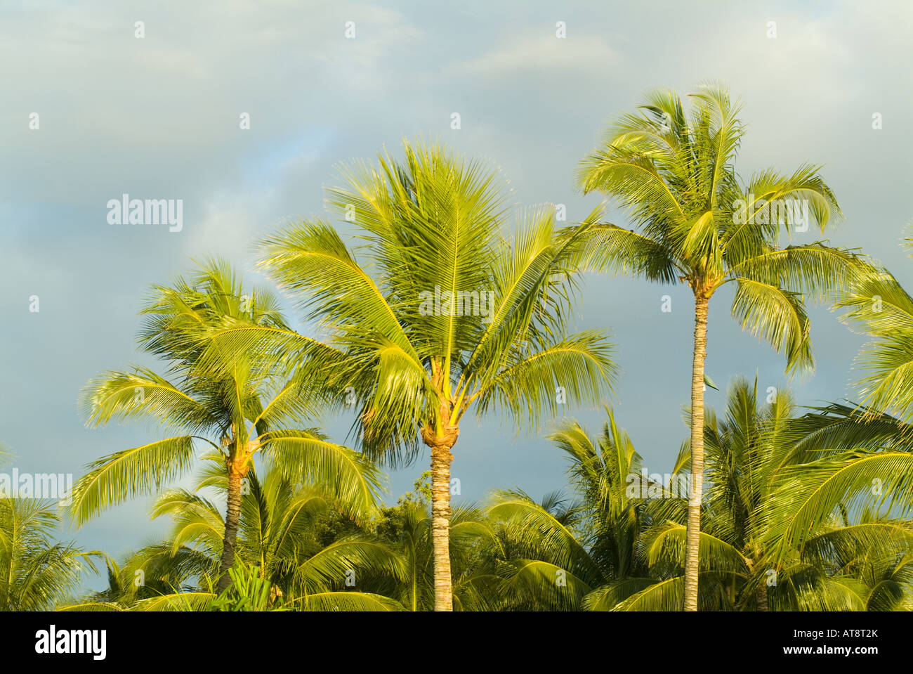 Les cocotiers majestueux bordent la plage au Mauna Kea Beach hotel, à volcano sur la grande île d'Hawaï. Banque D'Images