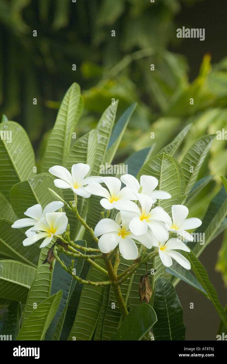 Un bouquet de fleurs de frangipanier blanc situé dans le cadre de feuilles vert frais. Banque D'Images