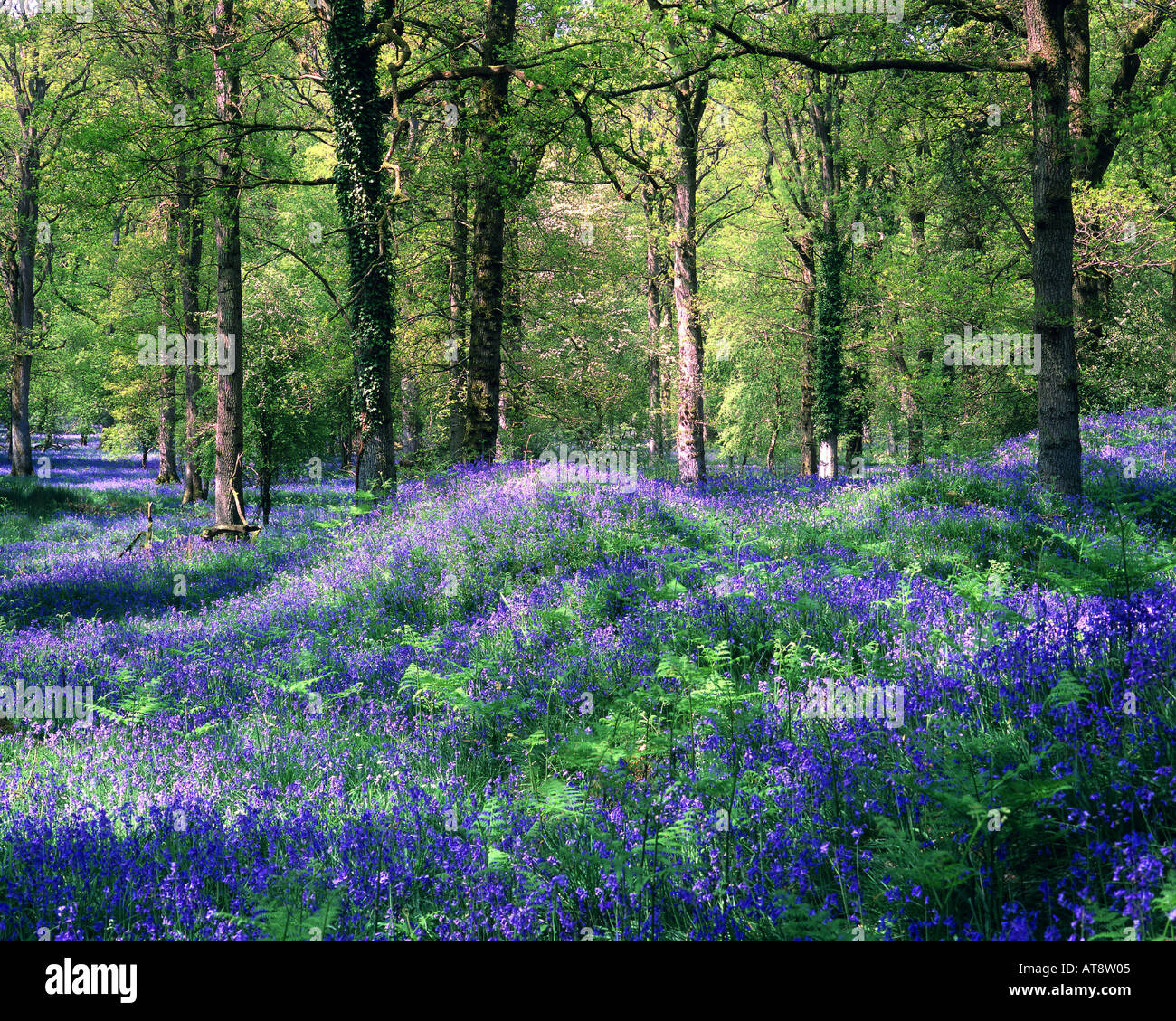 Go - GLOUCESTERSHIRE : jacinthes au Royal forêt de Dean Banque D'Images