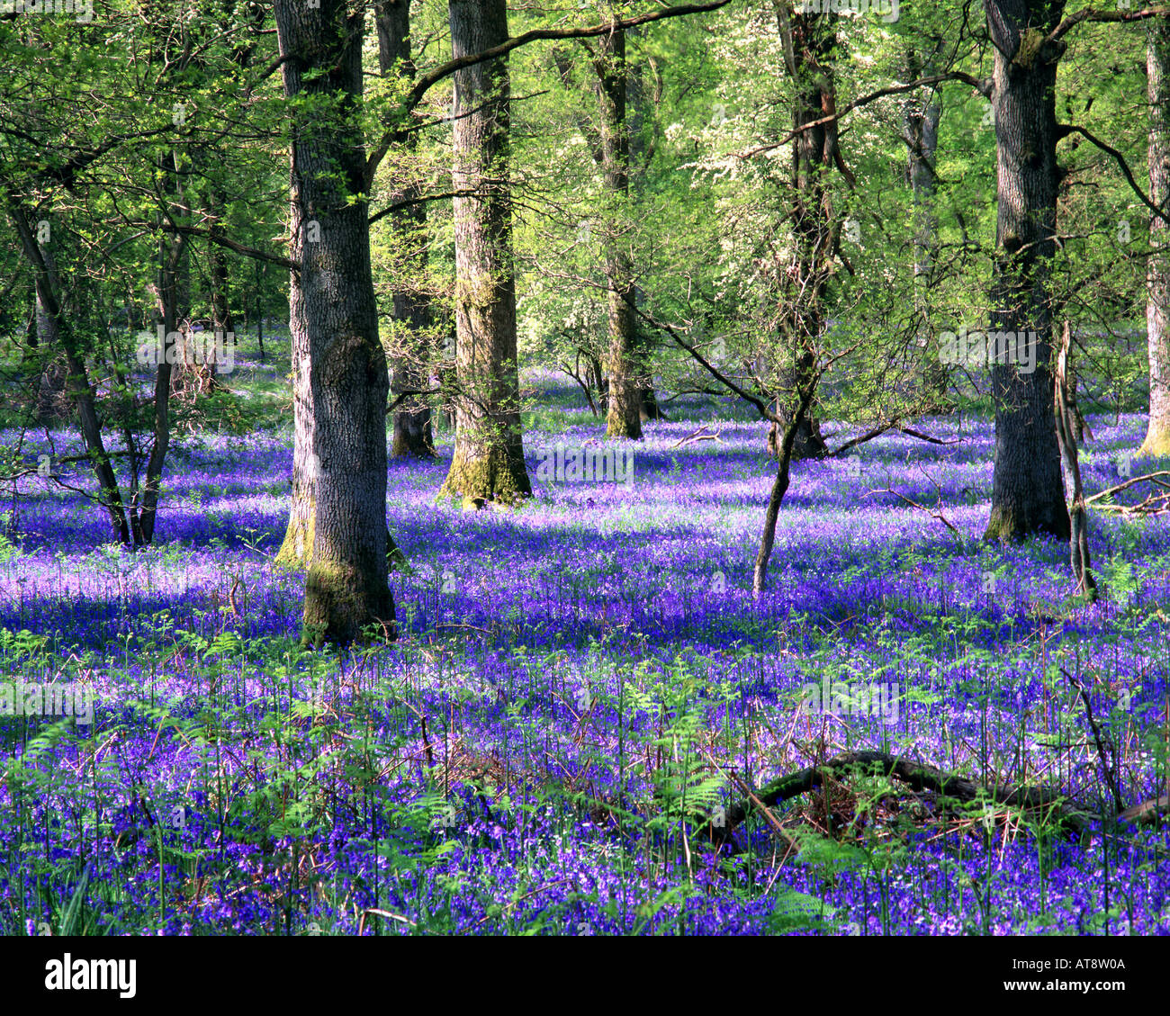 Go - GLOUCESTERSHIRE : jacinthes au Royal forêt de Dean Banque D'Images